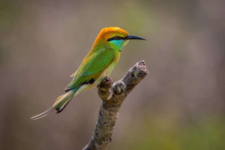 016 Wilpattu NP, kleine groene bijeneter.jpg